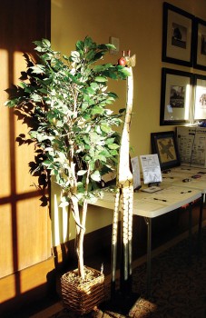 Donated six-foot giraffe dines on donated Ficus tree.