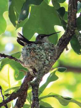 Ruby-throated Hummingbird on her nest at Lake Forest Park