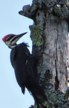 A Pileated Woodpecker that I saw and heard in northwestern Wisconsin this summer.