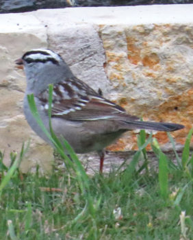 White-crowned Sparrow seen recently at the Ranch