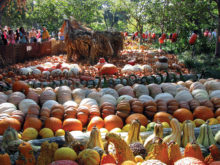 Welcoming the changing of seasons at the Dallas Arboretum; photo by Vicki Baker