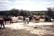 Texas: the ranch, the history, the food